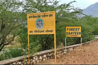 अलवर सिरिस्का वन क्षेत्र, अलवर के गांव में बाघिन, tigress in village of Alwar, Alwar Siriska Forest Area