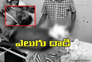 bear attack on farmer in adilabad