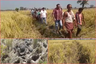 elephants destroy the acrs of pound crop in subarnapur, binika area