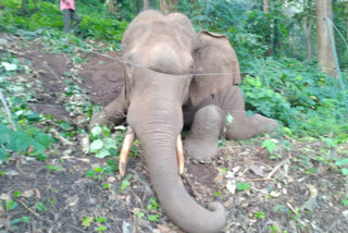 പീച്ചി വാണിയമ്പാറ  കാട്ടാന ചെരിഞ്ഞു  വനംവകുപ്പ് അന്വേഷണം  പെരുന്തുമ്പ വനമേഖല  ജനവാസ മേഖലയില്‍ ആന  ആന ചെരിഞ്ഞു  wild elephant dead  elephant found dead  forest department thrissur  peechi wildlife sanctuary  പീച്ചി ഫോറസ്റ്റ് ഡിവിഷൻ