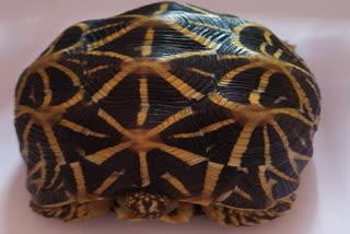 Star Turtle Sale