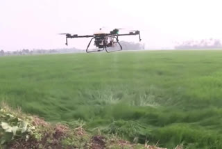 Farmers at various places in Kottayam district using drones for spraying fertilisers due to shortage of labourers