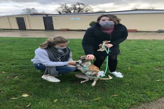 Faridabad Street Dog Rocky Reached London