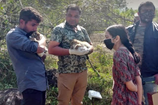 Two tiger cubs rescued