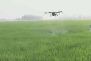 Farmers use drone to spray fertiliser