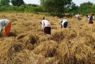 no workers for work in the fields