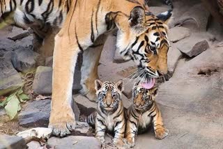 a video of three cub of Shila