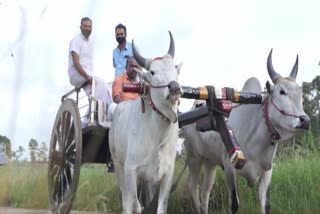 bullock cart for election campaign  bullock cart  ചേറ്റുക്കുഴി  കാളവണ്ടി  തെരഞ്ഞെടുപ്പ് പ്രചാരണം  ഇടുക്കി