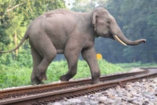 doiwala elephant