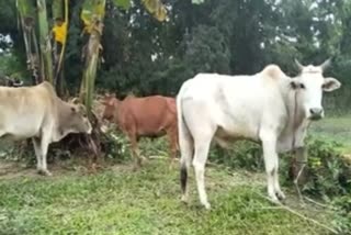 As_DDM_cow_seized_in_Bordumcha_img_ASC10048