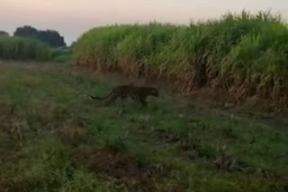 RAHURI LEOPARD IN FARM