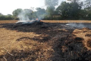 Fire in paddy crop