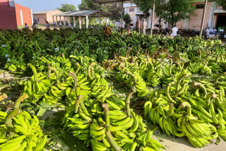 banana rate dull in erode sathyamangalam