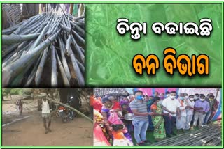 ଗୋଷ୍ଠୀ ଜଙ୍ଗଲରୁ ବାଉଁଶ ବିକ୍ରି ନେଇ ଅଡୁଆ