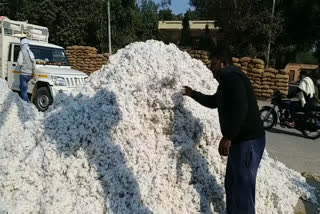 More cotton has grown in Gohana in this year