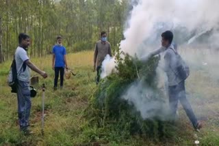 Police destroyed cannabis worth Rs 5 crore