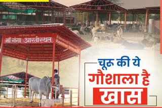 Churu News, Blessings of cow, Gopashtami Festival, गौवंश का अस्पताल, हनुमानगढ़ी गौशाला