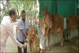 first meeting of 'gau cabinet'  'gau cabinet'  മുഖ്യമന്ത്രി ശിവരാജ് സിങ് ചൗഹാൻ  Chief Minister Shivraj Singh Chouhan  'പശു മന്ത്രിസഭാ' യോഗം ചേർന്നു  'പശു മന്ത്രിസഭ