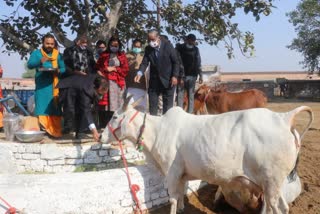 Gopashtami festival celebrated by Shri Goshala Trust in Bhiwani