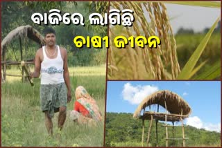 risk-of-crop-damage-by-wildlife-in-angul