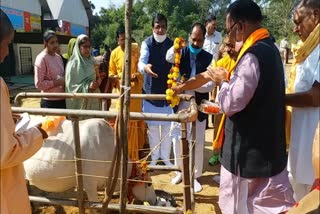 Vishnudev Sai worshiped cow on Gopashtami