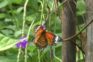 Royal Butterfly Park open to tourists