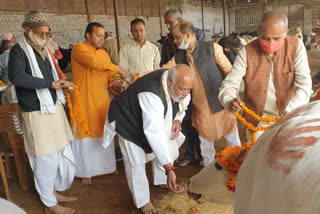 गो पूजन करते श्रद्धालु,