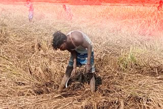 paddy-deterioration-due-to-rain-increased-farmers-troubles-in-balrampur