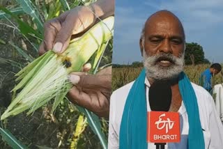 Corn cropes damaged in virudhunagar
