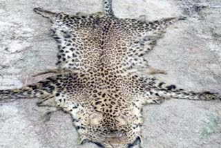 4-accused-of-manendragarh-arrested-with-leopard-skin-in-madhya-pradesh