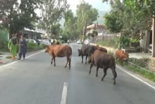 बेसहारा पशु