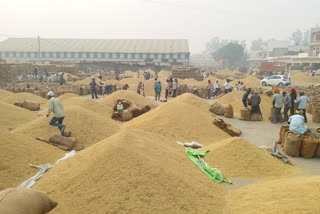 paddy procurement in  Gohana grain market