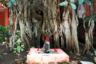 ഏറ്റവും വലിയ ആല്‍മരം  ബറോട്ടി സാഹിബ്  ശ്രീ ഫത്തേഗഡ് സാഹിബ്  ഏറ്റവും വലിയ ആല്‍മരം  ആല്‍മരം  360 Year old Banyan Tree  Banyan Tree
