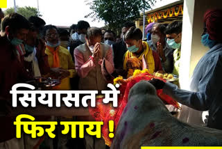 Cow in MP politics