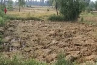 Paddy crop wasted due to rain