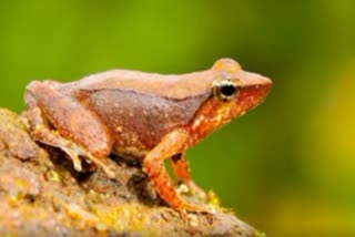 Rare species of frog  Western_Ghats  പശ്ചിമഘട്ടം  പശ്ചിമഘട്ടത്തിലെ ജൈവ വൈവിദ്യം  അപൂർവ്വ ഇനം തവളയെ കണ്ടെത്തി  ഡോ. ബിജു ദാസ്