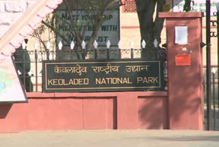 Bharatpur news, Woman raped in Bharatpur, Keoladeo National Park