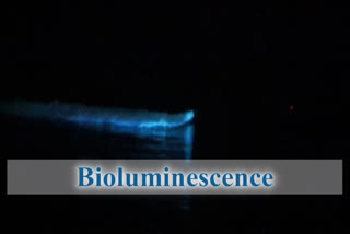 bioluminescence