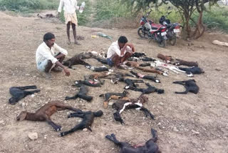 sheeps weere killed by dogs in yadi mandal at ananthapur district