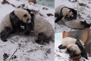 A pair of playful giant pandas seemed excited by the first round of snowfall in northwest China