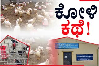 poultri breed issue in veterinary college hassan