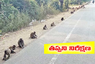 monkeys  special story in nirmal district