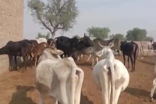 14 more cows die at cowshed in Rajasthan's Churu