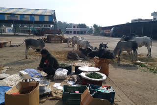people disturbed by stray animals in Gohana vegetable market