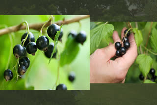 blaccurrant bushes,home care of blackcurrant bushes