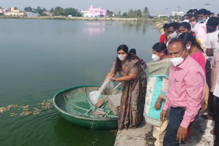 District Collector released the fish seed