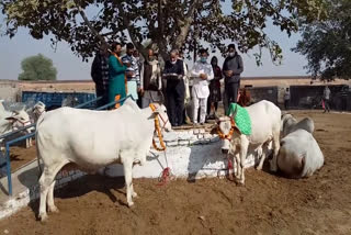 gopashtami festival celebrated by shri goshala trust in bhiwani