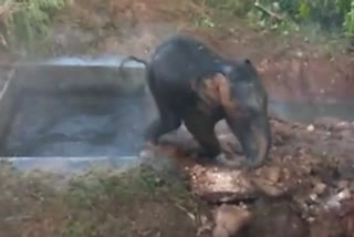 elephant cub