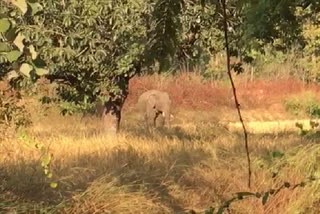 Chanda Elephant team broke villager's house in Kanker