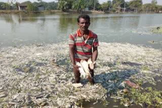 millions lost due to death of thousands of fish in the pond in malda west bengal